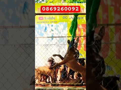 Chó becgie bỉ con 6 cá bố nhập #malinois #traichomalinois #banchomalinois #muachobecgiebi #traicho