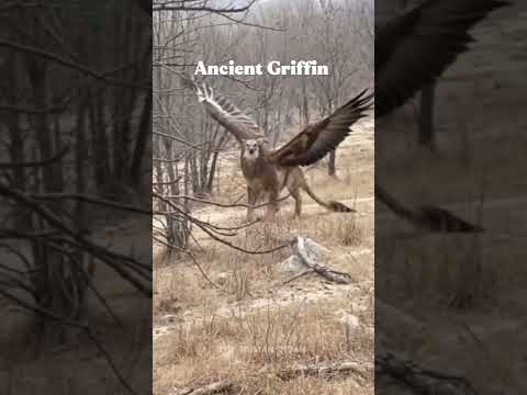 They Said Griffins Were Myths… Until Now? 😳