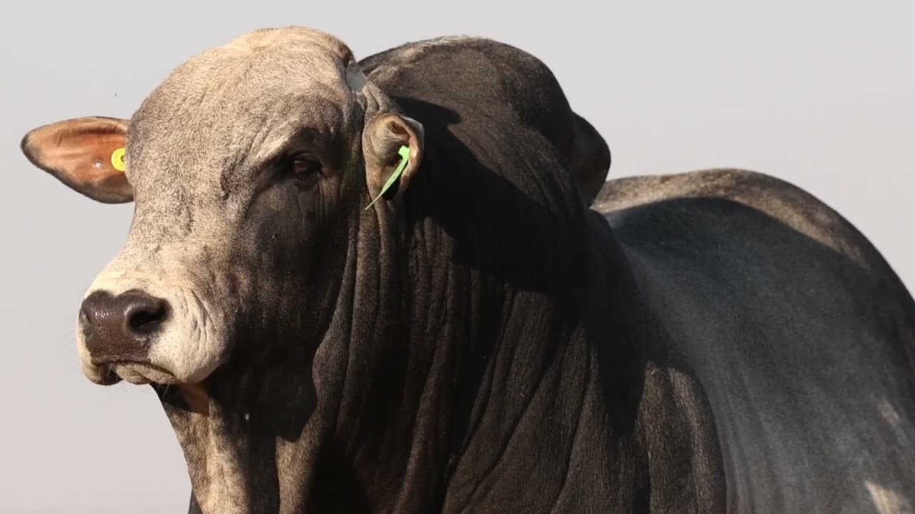 Lot 59 | HOT22-199 | Winchester | Bespreking