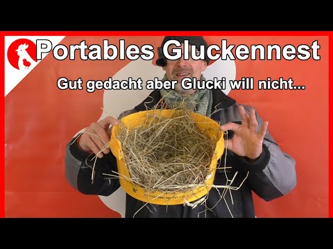 F169 Gluckennest zum Umsetzen vor dem Schlupf - hätte ja auch klappen können...