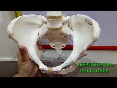 BONY PELVIS PART-1 BY DR MITESH DAVE