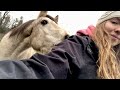 Wild Mustang Explores Human