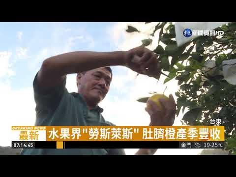 果界"勞斯萊斯" 民眾搶嚐肚臍橙