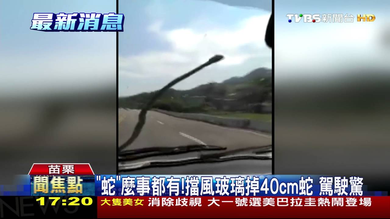 「蛇」麼事都有！擋風玻璃掉40cm蛇　駕駛驚