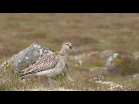 Brodec menší (Numenius phaeopus) — Whimbrel volanie nahraté na Islande