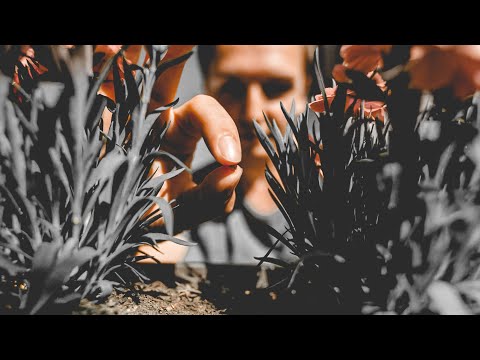 SAAT UND ERNTE: ein biblisches Prinzip erklärt