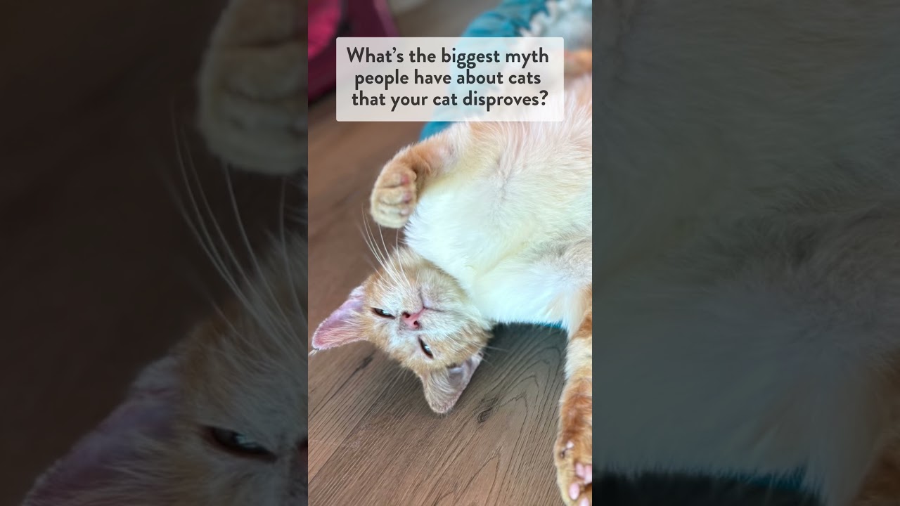 Video thumbnail for What is the biggest myth people have about cats that your cat disproves?