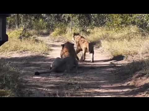 Nkuhuma Male Lion No Love For Ximwangwe Lioness