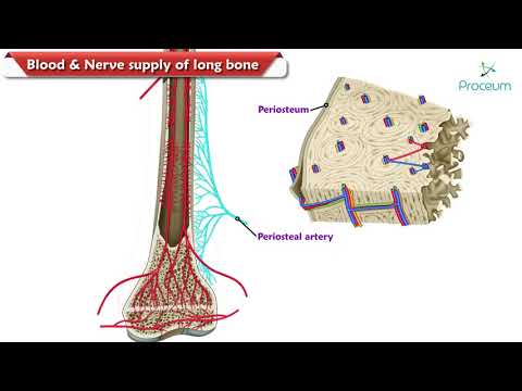 Blood Supply of Long Bone (Animated Video)