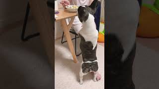 愛犬の食への執着が想像以上（笑）#shorts　　　　　　　　　　　　　　　　　　　      "My dog's food obsession, beyond imagination (lol)"