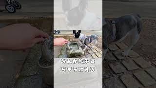 ワンコ用の水飲み発見！👀 #vlog #代々木公園 #frenchie #フレブル #shorts　　　　       "Found a water spot for dogs."
