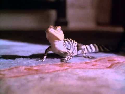 Mr  Wilson Complains