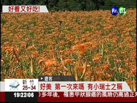 後山拚觀光 金針花海最吸睛