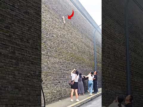 Cat Climbing On Straight Wall For Her Kittens #shorts #cat
