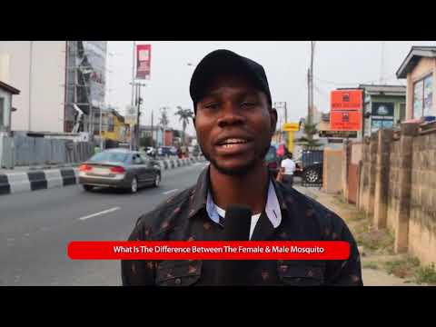 トリビア;蚊のオスとメスの違い