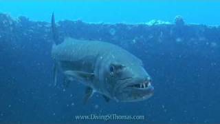 preview picture of video 'Barracuda swimming on the Cartenza Senora shipwreck in St Thomas Virgin Islands'