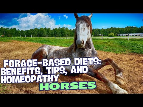 The Ultimate Guide to Forage-Based Diets for Horses: Benefits, Tips, and Homeopathy 🌾✨