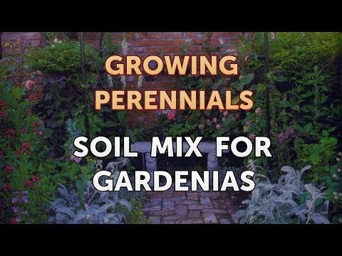 Can I Propagate a Peony From a Cutting