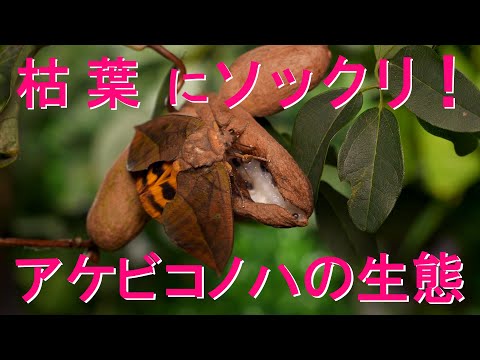 ヒプシボアス・アルボプンクタトゥス