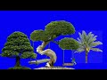 Tree Plant Green Screen Videeo Effects Ped Ka Green Screen Video Effects Tş I DA FHA