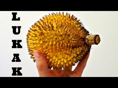 Lukak Jungle Durian Review (Durio Kutejensis) - Weird Fruit Explorer Ep 134