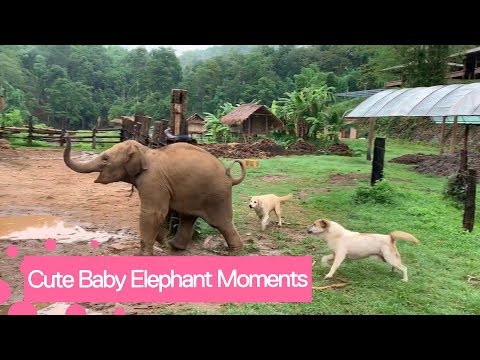 Compilation de vidéos de bébés éléphants mignons et drôles
