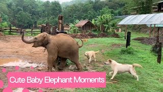 animales Elefantes cómicos 