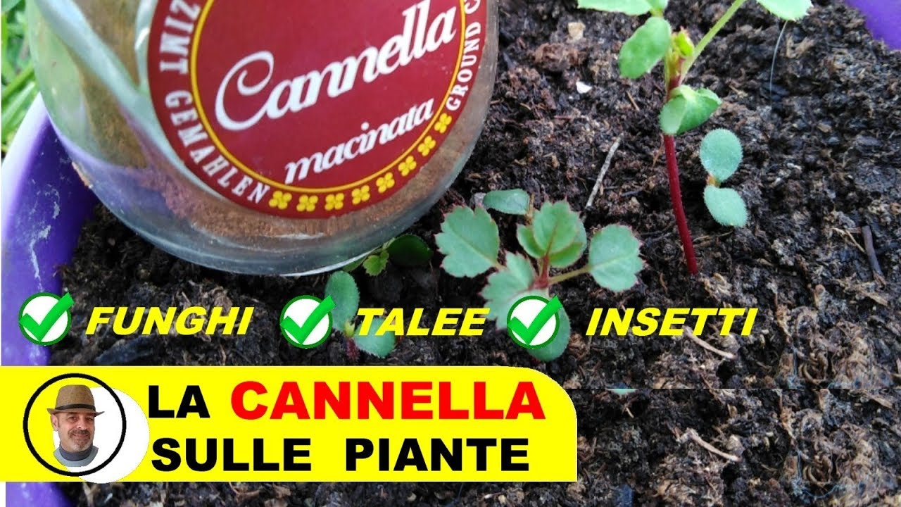 CANNELLA SULLE PIANTE