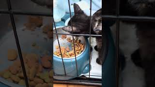 【子猫】ジジがカリカリに挑戦！隣で見つめるテト🐈💕 #猫の癒し #かわいすぎる動物 #ペットとの暮らし