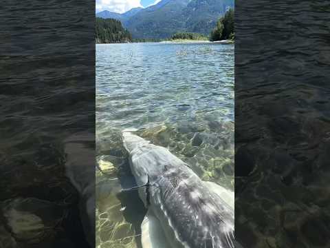 BIG SIZE OF ALLIGATOR GAR FISH IN RIVER || ✨👀 || #shorts #alligator #reef #river