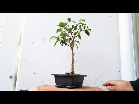 Bonsai Diary #10 Ficus benjamina Broom style pruning - Hokidachi Bonsai 2020 10