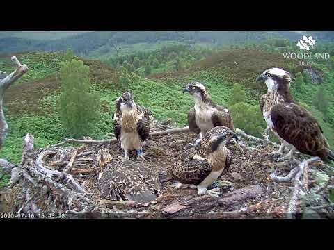 A family moment on the Arkaig osprey nest - Loch Arkaig Osprey Cam (2020)