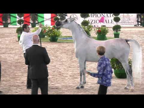N.67 SARA AL NAYFAT - Italian Nationals 2018 - 4-6 Years Old Mares (Class 7)