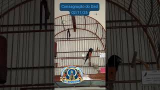 Campeão Goiano 2025