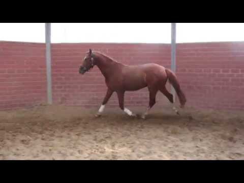 SEZUAN JR. v SEZUAN - Quaterback - Rubinstein - Landadel - future Dressage Horse