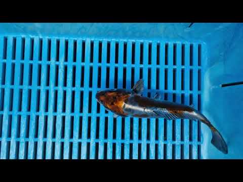 Beni Kikokuryu   KZM019