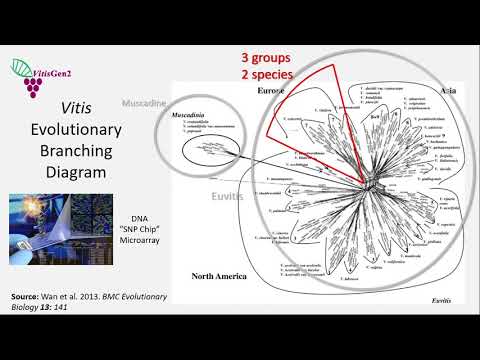 Europe is Starting to Embrace New, Disease-Resistant Varieties