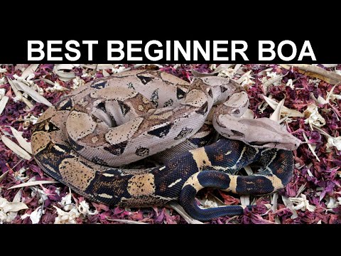 Best Boa Constrictors for Beginning Boa Keepers