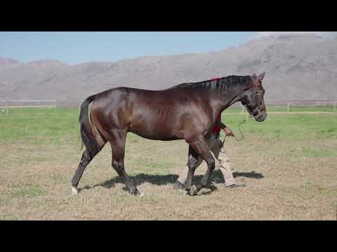 Lot 179 – Springs Of Carmel x Rafeef -