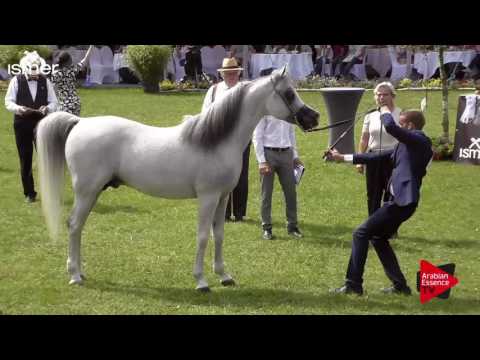 N.167 LVA MAXIMUS - Ströhen 2017 Int B-Show - 10 Years Old and Older Stallions (Class N)