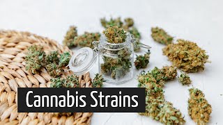 What Do Different Marijuana Strains Do Shopping for Medical Marijuana Part 2 | Discover Marijuana