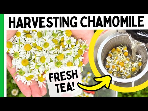 Harvesting Chamomile Flowers (Make Homemade Tea)