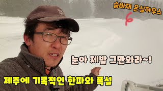 몇십년만에 한파와 많은 눈이내려 농장에 가보았더니 하우스에 눈이 가득하고 텃밭 또한 눈에 덮여버렸네요 제주월…