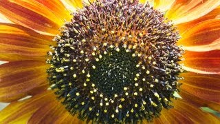 Backyard Bardo Redux Summer 2013--Adeste Fideles