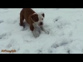 Puppies Discovering Snow For The First Time Compilation