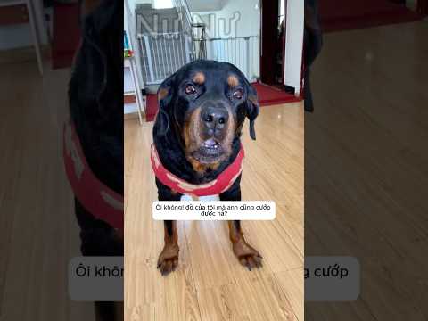 Chú chó tội nghiệp bị ông chủ bắt nạt #shorts