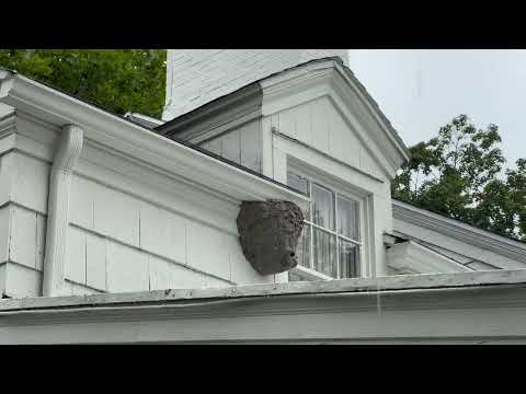 Hornets Nest Close to 2nd Floor Bedroom in Princeton Junction, NJ