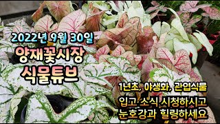 양재꽃시장 식물튜브 2022년 9월 30일 식물 입고 영상입니다. 시청 하시면서 눈호강과 힐링 하세요~  #…