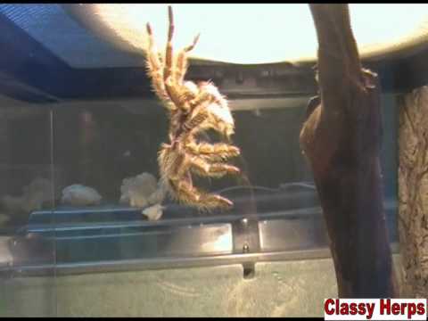 Ninja Spider- ClassyHerps