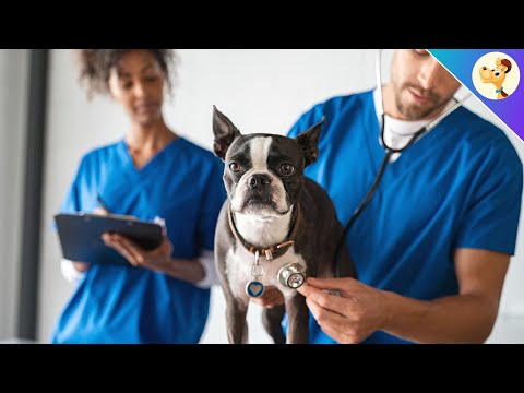 10 Warning Signs That You Should Take Your Dog To The Vet IMMEDIATELY